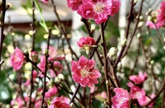 [☕️🇻🇳] Surona Coffee 🥤 Top1Coffee ☕️ Happy New Year !SURONA COFFEE chúc bạn và gia đình một năm mới an lành, sung túc và ngập tràn niềm vui.From Surona coffee w , shares-0✔️ , likes-14❤️️ , date-2023-01-03 03:15:38🇻🇳🇻🇳🇻🇳📰🆕