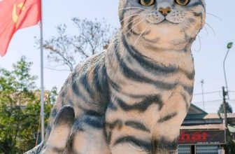 [☕️🇻🇳] Blackbird Coffee 🥤 Top1Coffee ☕️ chính thức hết năm làm việc của hổ, hẹn gặp các bạn vào năm của mèo, ước gì cũng được như mèo, chỉ cần ăn với ngủ.
(ảnh: intern , shares-0✔️ , likes-45❤️️ , date-2023-01-19 16:29:13🇻🇳🇻🇳🇻🇳📰🆕