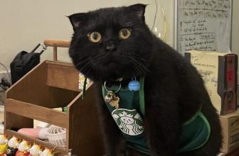 [☕️🇻🇳] Dear November Coffee 🥤 Top1Coffee ☕️ Dear xin chào!
———————————————
Dear November Coffee
:
Cơ sở 1: cuối ngõ 59 Chùa Láng
Cơ sở 2: 61 Linh Lang
: 8:30 – 22:30
, shares-13✔️ , likes-2K❤️️ , date-2023-02-03 03:40:17🇻🇳🇻🇳🇻🇳📰🆕