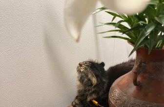 [☕️🇻🇳]  De.TẦM Cafe – Coffee – Bistro 🥤 Top1Coffee ☕️ Thân chào các cô chú và anh chị,Cháu là Hổ, thành viên mới của de.Tầm ạ. Mọi người ghé nhà chơi hãy cùng cháu “lang thang” vườ , shares-1✔️ , likes-34❤️️ , date-2023-04-09 06:35:45🇻🇳🇻🇳🇻🇳📰🆕