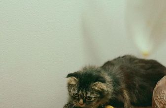 [☕️🇻🇳]  De.TẦM Cafe – Coffee – Bistro 🥤 Top1Coffee ☕️ Nắng thế này các anh chị và cô chú có muốn nằm ươm như Hổ không nhỉ? Có những ngày bình thường gói gọn trong những hạnh phúc đơn , shares-0✔️ , likes-8❤️️ , date-2023-04-20 07:12:22🇻🇳🇻🇳🇻🇳📰🆕