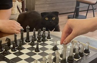 [☕️🇻🇳] Dear November Coffee 🥤 Top1Coffee ☕️ Giải trí cuối tuần
À, chúng tớ có điều hoà nhé
———————————————
Dear November Coffee
:
Cơ sở 1: cuối ngõ 59 Chùa Láng
Cơ s , shares-0✔️ , likes-18❤️️ , date-2023-05-06 06:34:10🇻🇳🇻🇳🇻🇳📰🆕