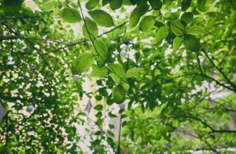 [☕️🇻🇳]  De.TẦM Cafe – Coffee – Bistro 🥤 Top1Coffee ☕️ Nóng thế này thì những cốc sấu giải khát của de.Tầm vẫn luôn là lựa chọn mê mẩn của các bạn khi ghé tới. Khoảng sân thơ, cùng th , shares-1✔️ , likes-10❤️️ , date-2023-05-07 09:01:52🇻🇳🇻🇳🇻🇳📰🆕