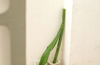 [☕️🇻🇳] The Comma coffee 🥤 Top1Coffee ☕️ Cả nhà Comma hồi hộp chuẩn bị đón 2 em bé lá xanh tốt nghiệp khoá Ra Rễ, sắp tới sẽ được điều sang cổng chính làm nhân viên đón  , shares-1✔️ , likes-5❤️️ , date-2023-05-20 06:03:46🇻🇳🇻🇳🇻🇳📰🆕