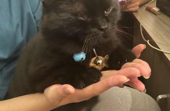 [☕️🇻🇳] Dear November Coffee 🥤 Top1Coffee ☕️ Có thể bạn đã biết  Ở đây chúng tôi có moè hướng ngoại, thích chạy (đuổi) theo khách, đặc biệt là khách sợ moè. Tới riết là hết  , shares-0✔️ , likes-30❤️️ , date-2023-05-31 04:59:48🇻🇳🇻🇳🇻🇳📰🆕