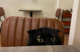 [☕️🇻🇳] Dear November Coffee 🥤 Top1Coffee ☕️ Bạn có hẹn với Hoàng Khoai? ———————————————
Dear November Coffee
:
Cơ sở 1: cuối ngõ 59 Chùa Láng
Cơ sở 2: 61 Linh Lang
: 8 , shares-1✔️ , likes-53❤️️ , date-2023-08-09 08:30:49🇻🇳🇻🇳🇻🇳📰🆕