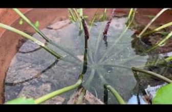 [☕️🇻🇳] KUMO CHAN Coffee and Garden 🥤 Top1Coffee ☕️  , shares-0✔️ , likes-0❤️️ , date-2023-09-20 02:42:18🇻🇳🇻🇳🇻🇳📰🆕