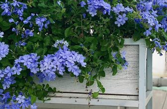 [☕️🇻🇳] Phen’s Coffee 🥤 Top1Coffee ☕️ Lâu lắm rồi em không đến chơi,
Chim vẫn hót sau vườn đấy thôi  Khu vườn nhỏ Nhà Phen vẫn rộn ràng lá hoa.
N , shares-0✔️ , likes-7❤️️ , date-2023-10-07 03:37:32🇻🇳🇻🇳🇻🇳📰🆕