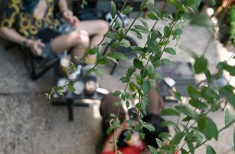 [☕️🇻🇳] Cố Thời Coffee 🥤 Top1Coffee ☕️ Cố Thời & Friends  —————
Cố Thời Coffee
: 145/6 Nguyễn Đình Chính, P.11, Q. Phú Nhuận
: 7AM – 10PM  #cothoiandfre , shares-0✔️ , likes-5❤️️ , date-2023-10-05 06:38:41🇻🇳🇻🇳🇻🇳📰🆕