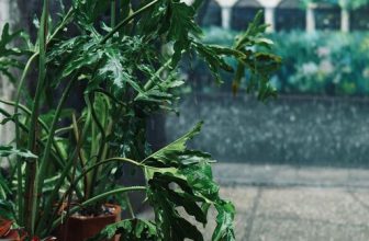 [☕️🇻🇳] Cố Thời Coffee 🥤 Top1Coffee ☕️ Have you ever seen the rain? Coming down on a sunny day  —————
Cố Thời Coffee
: 145/6 Nguyễn Đình Chính, P.11, Q. Phú , shares-0✔️ , likes-9❤️️ , date-2023-10-16 08:41:12🇻🇳🇻🇳🇻🇳📰🆕