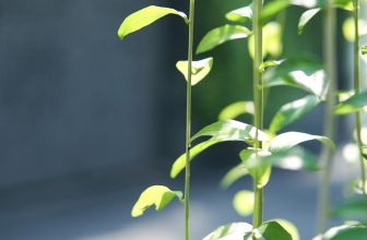 [☕️🇻🇳] Cố Thời Coffee 🥤 Top1Coffee ☕️ Chiều nay mưa to quá,
Mọi người đi xe cẩn thận nha  Giàn lá cúc tần trước cổng sáng nay —————
Cố Thời Coffee
: 145/6 , shares-0✔️ , likes-8❤️️ , date-2023-10-23 10:38:40🇻🇳🇻🇳🇻🇳📰🆕