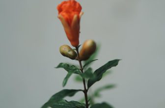 [☕️🇻🇳] Cố Thời Coffee 🥤 Top1Coffee ☕️ Mùa thu ở sân nhà, cây mang về, có cây sống được, lớn xanh mướt. Cũng có cây không chịu được khí trời nên dần héo đi.
Một chút  , shares-1✔️ , likes-11❤️️ , date-2023-10-26 02:00:09🇻🇳🇻🇳🇻🇳📰🆕