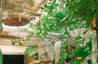 [☕️🇻🇳] BỤI Coffee Chill – Plants 🥤 Top1Coffee ☕️ “Sự đơn độc không phải lúc nào cũng tệ, nó giúp ta nhìn rõ hơn bản thân và thế giới xung quanh.”
—–
Bụi Coffee
𝐀𝐝𝐝: 49 Sao Bi , shares-0✔️ , likes-9❤️️ , date-2023-11-05 05:00:11🇻🇳🇻🇳🇻🇳📰🆕