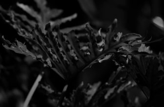 [☕️🇻🇳] BỤI Coffee Chill – Plants 🥤 Top1Coffee ☕️ ***
Bụi vào mưa…Dạo này trời bắt đầu mưa, mưa ở Bụi xối xả, mưa gột rửa khu vườn khỏi những bụi đất sau hàng tháng dài phơi  , shares-0✔️ , likes-8❤️️ , date-2023-11-17 10:00:14🇻🇳🇻🇳🇻🇳📰🆕