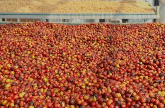[☕️🇻🇳] Cà phê Đồng Xanh – Greenfields Coffee 🥤 Top1Coffee ☕️ ARABICA A LƯỚI, HUẾ MÙA VỤ MỚI 2023-2024Mùa thu hoạch cà phê A Lưới luôn trùng thời điểm Huế diễn ra đợt mưa lũ kéo dài, do đó , shares-3✔️ , likes-71❤️️ , date-2023-11-27 04:10:04🇻🇳🇻🇳🇻🇳📰🆕