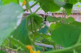 [☕️🇻🇳] Coffee HUỲNH HƯƠNG 🥤 Top1Coffee ☕️ Hot Hot
Ở tại Coffee Huỳnh Hương có trồng một loại quả lạ ￼tên gọi là Nữ Hoàng mà sao mập Ú lạ lắm  Cả nhà biết đây là Quả gì # , shares-0✔️ , likes-3❤️️ , date-2023-12-13 07:02:39🇻🇳🇻🇳🇻🇳📰🆕