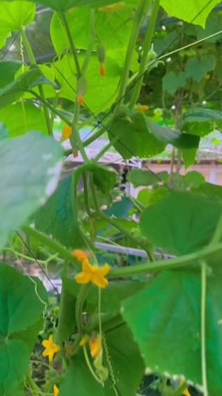 Hot Hot
Ở tại Coffee Huỳnh Hương có trồng một loại quả lạ tên gọi là Nữ Hoàng mà sao mập Ú lạ lắm Cả nhà biết đây là Quả gì #