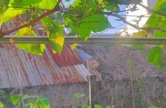 [☕️🇻🇳] Coffee HUỲNH HƯƠNG 🥤 Top1Coffee ☕️ Vườn Nho tại Huỳnh Hương cho ra quả vừa kịp đón TẾT
Cả nhà có thể qua Vườn Huỳnh Hương checkin khi đến ạ!
, shares-0✔️ , likes-4❤️️ , date-2023-12-17 10:10:33🇻🇳🇻🇳🇻🇳📰🆕