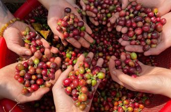 [☕️🇻🇳] Kafeville – Espresso and hand craft coffee bar 🥤 Top1Coffee ☕️ [THÔNG BÁO] Đợt tết dương này, như mọi năm, Kafeville không nghỉ.
Riêng thứ hai (1/1/2024) Kafeville lùi giờ mở cửa tới 10h sá , shares-1✔️ , likes-23❤️️ , date-2023-12-29 15:59:33🇻🇳🇻🇳🇻🇳📰🆕