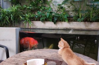 [☕️🇻🇳] TuTuCoffee Ninh Bình 🥤 Top1Coffee ☕️ Happy new year ! Ngôi sao mới nổi năm 2023, dự báo được yêu thích nhất năm 2024 ở Tu Tu Coffee.
, shares-0✔️ , likes-9❤️️ , date-2024-01-01 08:50:27🇻🇳🇻🇳🇻🇳📰🆕