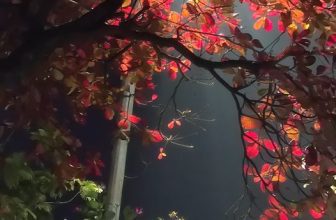 [☕️🇻🇳] Acoustic Cafe 236 Hàng Bông 🥤 Top1Coffee ☕️ Lại 1 thứ 5 nữa đã đến..Thứ năm của hy vọng, thứ năm của khao khát cháy bỏng, thứ Năm của những bản tình ca..Càng ra đường l , shares-0✔️ , likes-9❤️️ , date-2024-01-04 10:50:06🇻🇳🇻🇳🇻🇳📰🆕