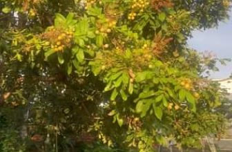 [☕️🇻🇳] Coffee HUỲNH HƯƠNG 🥤 Top1Coffee ☕️ Nhãn nhà HUỲNH HƯƠNG năm nay say trái quá
sắp thu hoạch được rồi cả nhà ơi!!!
, shares-0✔️ , likes-10❤️️ , date-2024-01-17 10:25:57🇻🇳🇻🇳🇻🇳📰🆕