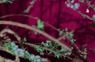 [☕️🇻🇳] Le Petit Cafe’ 🥤 Top1Coffee ☕️ Get in the vibe for Tết🪭#lepetittn ———————————
BỌN MÌNH CÓ SHIP TẬN NƠI NHA
available on Grabfood and V , shares-5✔️ , likes-75❤️️ , date-2024-01-20 06:23:19🇻🇳🇻🇳🇻🇳📰🆕