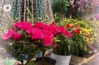 [☕️🇻🇳] The Ayatt Coffee  🥤 Top1Coffee ☕️  , shares-0✔️ , likes-0❤️️ , date-2024-01-28 06:14:55🇻🇳🇻🇳🇻🇳📰🆕