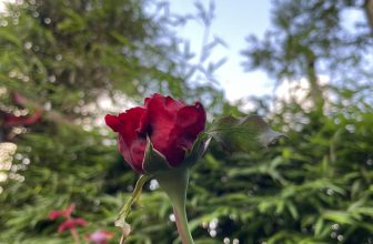 [☕️🇻🇳]  Minh Coffee 🥤 Top1Coffee ☕️ Những bông hồng bắt đầu chớm nở ở góc vườn nhỏ của Minh Coffee
, shares-0✔️ , likes-17❤️️ , date-2024-01-17 02:06:35🇻🇳🇻🇳🇻🇳📰🆕