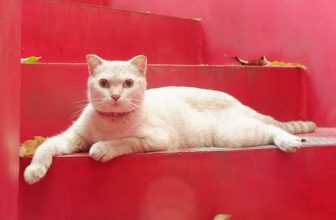 [☕️🇻🇳] Nhã Nam Books N’ Coffee 🥤 Top1Coffee ☕️ Đang nằm tận hưởng ngày cuối tuần thì giật mình ngơ ngác nhận ra mai đã là thứ Hai rồi. Mọi người đừng quên dành chút thời gian  , shares-1✔️ , likes-16❤️️ , date-2024-01-21 07:34:21🇻🇳🇻🇳🇻🇳📰🆕