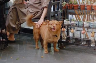 [☕️🇻🇳] Nhã Nam Books N’ Coffee 🥤 Top1Coffee ☕️  THÔNG BÁO THAY ĐỔI GIỜ HOẠT ĐỘNG NGÀY 24/1Mỗi năm một lần, mùa xuân đến xôn xao, chúng mình lại có dịp xúng xính váy áo để gặ , shares-0✔️ , likes-25❤️️ , date-2024-01-22 04:00:00🇻🇳🇻🇳🇻🇳📰🆕