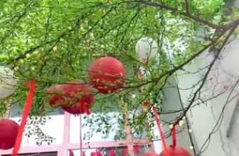 [☕️🇻🇳] Hạ An Corner – Trà – Bánh – Cafe – Piano 🥤 Top1Coffee ☕️  , shares-0✔️ , likes-6❤️️ , date-2024-01-25 11:28:39🇻🇳🇻🇳🇻🇳📰🆕