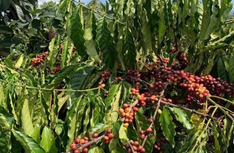 [☕️🇻🇳] Mê Linh Coffee Garden 🥤 Top1Coffee ☕️ Những ngày cuối tuần ở 𝐌𝐞̂ 𝐋𝐢𝐧𝐡 𝐂𝐨𝐟𝐟𝐞𝐞 𝐆𝐚𝐫𝐝𝐞𝐧 có gì?
Có cà phê đặc sản
Có sắc đỏ tươi tắn mang may mắn đầu năm của mùa cà phê , shares-7✔️ , likes-39❤️️ , date-2024-01-26 01:45:03🇻🇳🇻🇳🇻🇳📰🆕