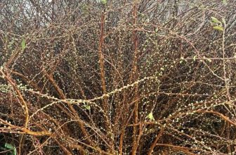 [🆕🇻🇳] Hiền Vinh Hvkids  (Xưởng may HV Kids) 😎❤️️⭐️ Tuyết mai hồi sinh
Giá 99k / 1.2m -1.4m
, shares-0✔️ , likes-4❤️️ , date-2024-01-27 12:50:43🇻🇳🇻🇳🇻🇳📰🆕