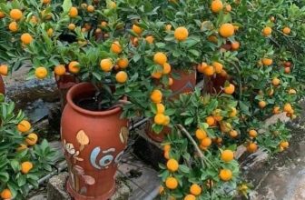 [🆕🇻🇳] Hiền Vinh Hvkids  (Xưởng may HV Kids) 😎❤️️⭐️ 1 chậu như hình mà chỉ 299k quá rẻ đúng ko ạ
Quất chum chơi tết đi mọi người
Ưu điểm của quất chum bon sai là chơi tết được râ , shares-0✔️ , likes-10❤️️ , date-2024-01-28 13:24:24🇻🇳🇻🇳🇻🇳📰🆕