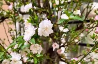 [☕️🇻🇳] ILOTA Coffee Roasters – Cafe rang xay 🥤 Top1Coffee ☕️ Xuân về hoa mai nở rộ, ILOTA rộn ràng tươm tất đón tết này
, shares-0✔️ , likes-0❤️️ , date-2024-02-09 02:00:41🇻🇳🇻🇳🇻🇳📰🆕