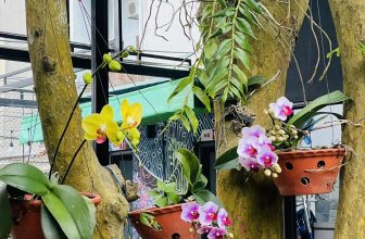 [☕️🇻🇳]  Minh Coffee 🥤 Top1Coffee ☕️ Lan hồ điệp Minh Coffee trồng được
, shares-0✔️ , likes-16❤️️ , date-2024-02-02 02:25:56🇻🇳🇻🇳🇻🇳📰🆕