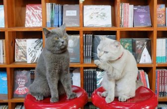 [☕️🇻🇳] Nhã Nam Books N’ Coffee 🥤 Top1Coffee ☕️  LỊCH NGHỈ TẾT NGUYÊN ĐÁN 2024 TẠI NHÃ NAM BOOKS N’ COFFEE SÀI GÒNKhông khí Tết đã rộn ràng khắp muôn nơi rồi, chúng mình cũng , shares-1✔️ , likes-47❤️️ , date-2024-02-04 02:39:12🇻🇳🇻🇳🇻🇳📰🆕