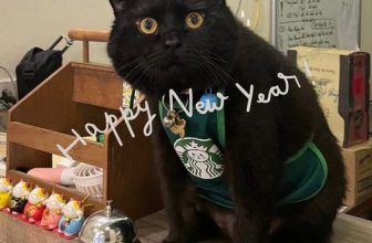 [☕️🇻🇳] Dear November Coffee 🥤 Top1Coffee ☕️ Dear November xin được thông báo lịch nghỉ Tết 2024:– Từ 28 ÂL (7/2) tới mùng 5 Tết (14/2): nghỉ Lễ
– Mùng 6 Tết (15/2): khai , shares-0✔️ , likes-8❤️️ , date-2024-02-07 15:16:05🇻🇳🇻🇳🇻🇳📰🆕