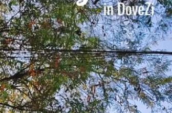 [☕️🇻🇳] DoveZi Coffee 🥤 Top1Coffee ☕️ Có một sự thật đó là học bài ở DoveZi hiệu quả và mau thuộc hơn  Có ai thích cái không khí này không nào  #studyvibes #wednesday , shares-0✔️ , likes-0❤️️ , date-2024-02-28 12:20:57🇻🇳🇻🇳🇻🇳📰🆕