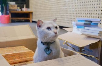 [☕️🇻🇳] Nhã Nam Books N’ Coffee 🥤 Top1Coffee ☕️ Nhân viên thắt ca-ra-vát đi làm nhưng vào việc chỉ biết ngồi chờ các bạn khác xếp hết sách lên kệ để xin chiếc thùng cào móng.   , shares-0✔️ , likes-94❤️️ , date-2024-02-22 08:27:49🇻🇳🇻🇳🇻🇳📰🆕