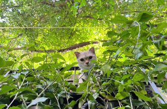[☕️🇻🇳] Nhã Nam Books N’ Coffee 🥤 Top1Coffee ☕️ Rất yêu Nhã Nam Books N’ Coffee sẽ được hiểu là yêu cả những chú mèo được nuôi ở đây, cây cối hoa cỏ ở đây, cà phê và nước mát ở , shares-0✔️ , likes-58❤️️ , date-2024-03-05 02:37:25🇻🇳🇻🇳🇻🇳📰🆕