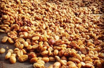 [☕️🇻🇳] ILOTA Coffee Roasters – Cafe rang xay 🥤 Top1Coffee ☕️ [ 𝐑𝐨𝐛𝐮𝐬𝐭𝐚 𝐡𝐨𝐧𝐞𝐲 – 𝐀𝐫𝐚𝐛𝐢𝐜𝐚 𝐡𝐨𝐧𝐞𝐲 ]
Cà phê Honey là cà phê ngâm mật ong hay sao em ??Thực ra nghe qua cái tên Robusta honey h , shares-2✔️ , likes-13❤️️ , date-2024-03-08 12:30:15🇻🇳🇻🇳🇻🇳📰🆕