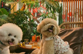 [☕️🇻🇳] Oromia Coffee – Lounge🥤 Top1Coffee ☕️ Mấy “khách” Ngoan – Xinh – Iu
, shares-0✔️ , likes-28❤️️ , date-2024-03-06 14:19:20🇻🇳🇻🇳🇻🇳📰🆕