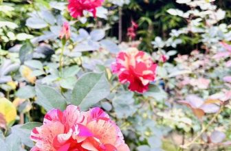 [☕️🇻🇳]  Minh Coffee 🥤 Top1Coffee ☕️ Hello March! #minhcoffee
, shares-0✔️ , likes-16❤️️ , date-2024-03-01 00:23:21🇻🇳🇻🇳🇻🇳📰🆕