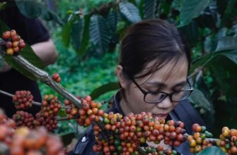 [☕️🇻🇳] All Day Coffee 🥤 Top1Coffee ☕️ Bạn có tin vào điều kỳ diệu không?Là mạnh mẽ nhưng đầy quyến rũ ẩn sau những giọt nâu sóng sánh và lớp bọt trắng mịn.
Là khởi  , shares-2✔️ , likes-12❤️️ , date-2024-03-08 06:00:43🇻🇳🇻🇳🇻🇳📰🆕