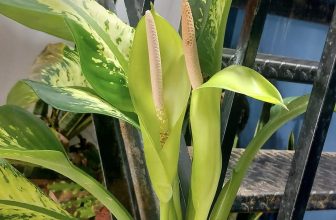 [☕️🇻🇳] Love Beach Coffee and Milktea- Cafe biển 🥤 Top1Coffee ☕️ Lộc lá tới cửa .
, shares-0✔️ , likes-5❤️️ , date-2024-03-17 05:22:56🇻🇳🇻🇳🇻🇳📰🆕