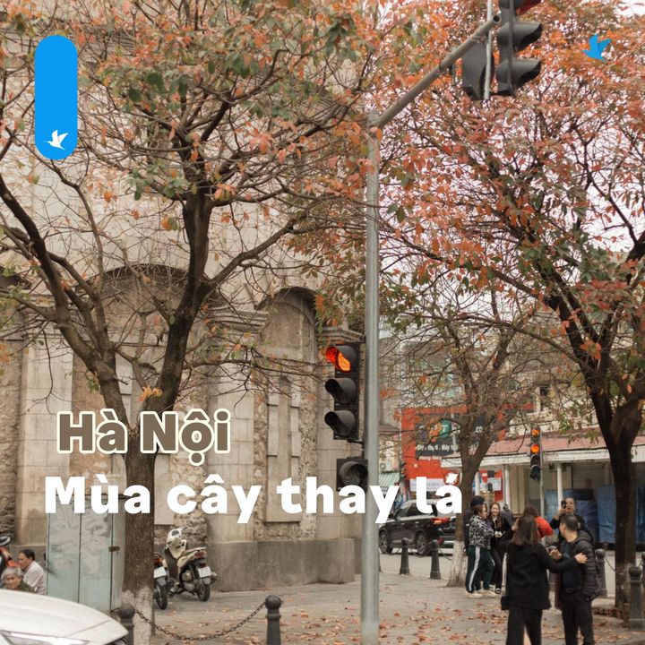 [✈🇻🇳] Traveloka Vietnam – Sống Trải Nghiệm ✈ Top1Travel 🌏 – #TravelokaKhamPha Hà Nội mùa cây thay lá – mê mẩn check-in với thảm lá vàng rực r …