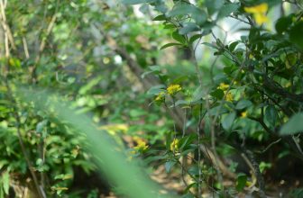 [☕️🇻🇳] PHD Book – Coffee 🥤 Top1Coffee ☕️ Đêm qua- sân trước- một nhành mai (mai tứ quý)
Nên pha latte nghệ uống cho hạp màu- hạp dị ^^
, shares-0✔️ , likes-33❤️️ , date-2024-03-13 08:47:17🇻🇳🇻🇳🇻🇳📰🆕