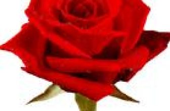 [☕️🇻🇳] Paris Coffee 🥤 Top1Coffee ☕️ media4.giphy.com , shares-0✔️ , likes-0❤️️ , date-2022-08-19 01:58:35🇻🇳🇻🇳🇻🇳📰🆕